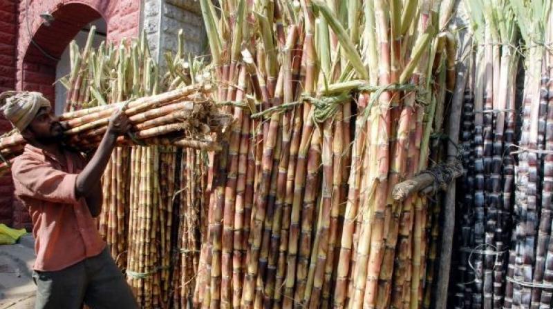 Sugarcane farmers appear to be in a fix with private sugar factories allegedly not ready to pay the minimum price fixed for the crop.