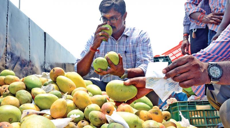 Even though the time factor for the ripening process through Ethylene is more, when compared with Calcium Carbide, a strict ban on the sale of carbide has prompted the traders to bank on Ethylene.