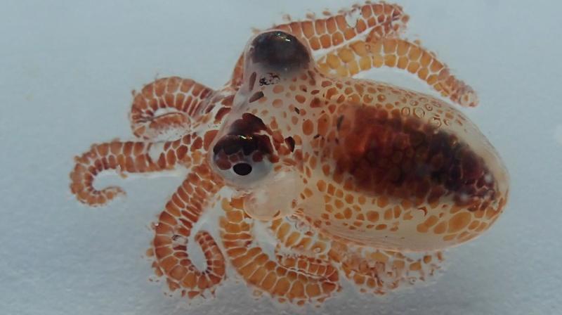 This Aug. 1, 2018 photo provided by the National Park Service shows a baby octopus inside a plastic container at Kaloko-Honokohau National Historical Park in waters off Kailua-Kona, Hawaii. (Photo: AP)