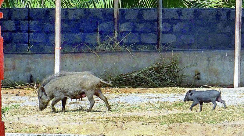 Feral pigs, a hybrid of wild boars and common pigs have formed a habitat corridor on the outskirts of Hyderabad.