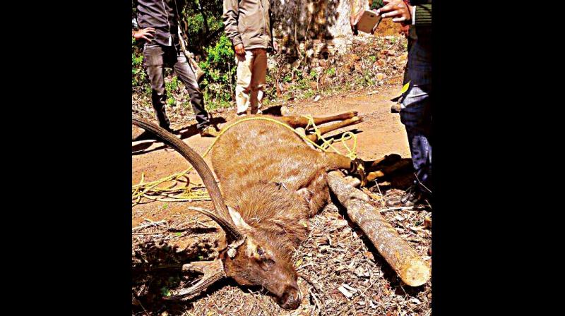 The carcass of a Sambar deer allegedly poached by Rafeeq Ahmed and his group in Bhadra Tiger Reserve in Chikkamagaluru.