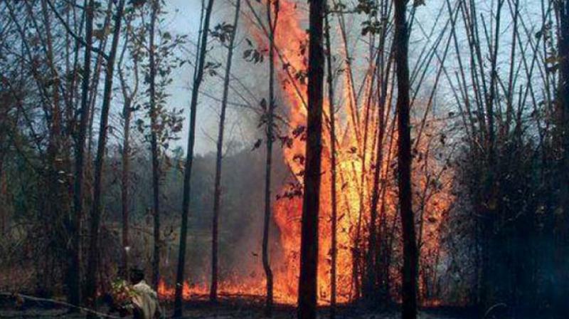 Mangaluru: Fire in the Ghats; Sambar deer, bison at risk