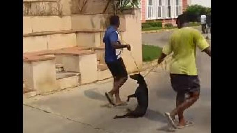 While, the men holding the nooses show no mercy even though the dog, clearly suffocating, thrashes around. (Photo: Screengrab | Youtube)