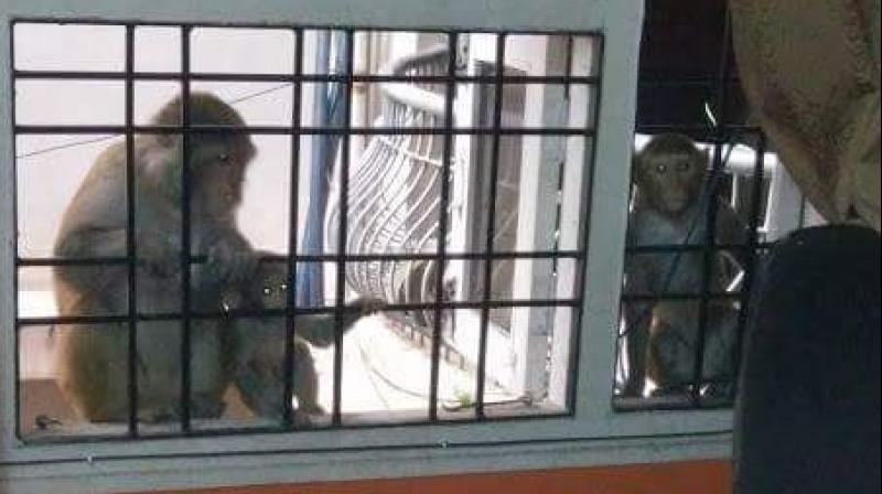 An angry resident from West Marredpally tweeted a picture of a monkey in a kitchen and used it to question the inaction of the GHMC.