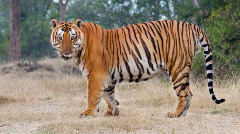 A file photo of the famed tiger Prince photographed by retired director of Bandipur National Park B.B. Mallesh.