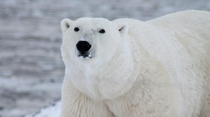 New study finds polar bears were getting skinnier just as they were supposed to be feasting. (Photo: Pixabay)