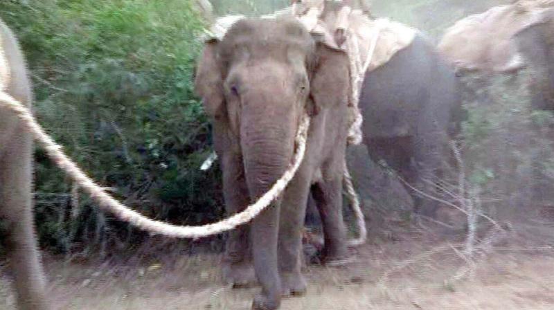 Planters want rogue elephants in Hassan and Chikkamagaluru to be relocated
