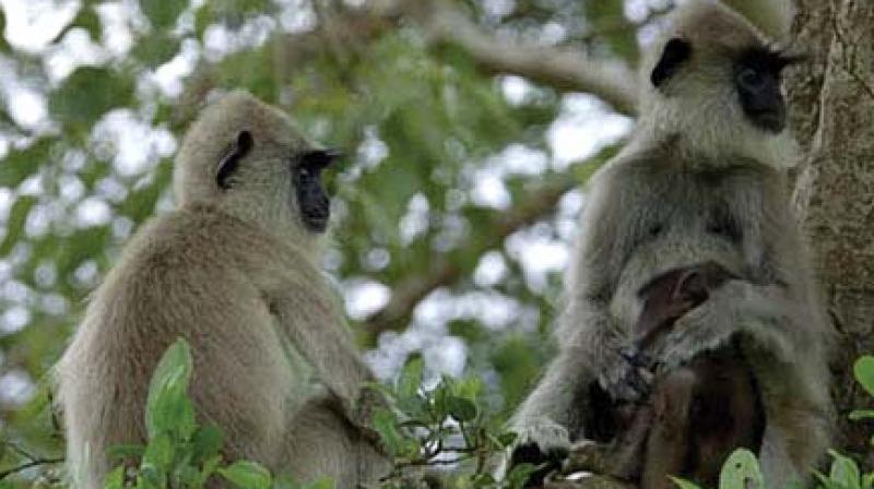 Langurs are proving a nightmare for areca growers in Shivamogga