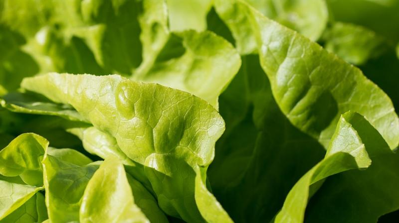 Public health officials warn of E.coli in lettuce. (Photo: Pixabay)