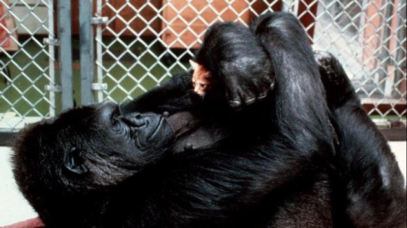 The foundation says it will honor Kokos legacy with a sign language application featuring Koko for the benefit of gorillas and children, as well as other projects. (Photo: AP)