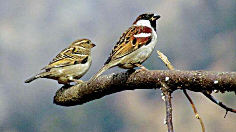 Bengaluru: Reasons many, but sparrows have stopped chirping