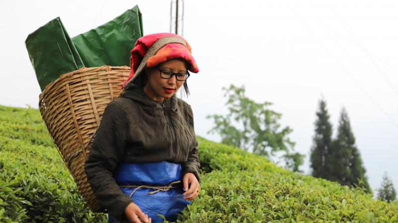 The last king of Sikkim initiated tea growing in Sikkim to provide employment for Tibetan refugees fleeing the Chinese invasion of their homeland.