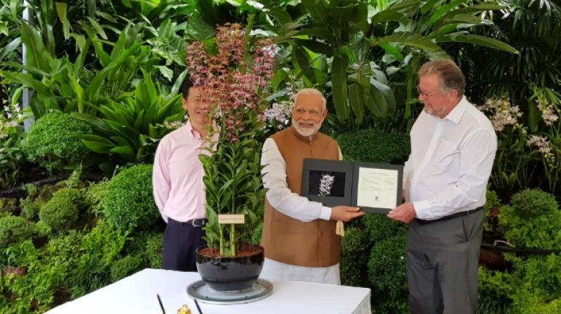 Dendrobrium Narendra Modi, an orchid named after PM Narendra Modi (Twitter Screengrab/ Raveesh Kumar)