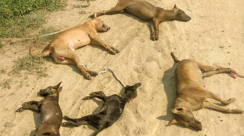 Carcasses of dogs lying near Madurantakam in Kanchipuram district on Sunday. (DC)