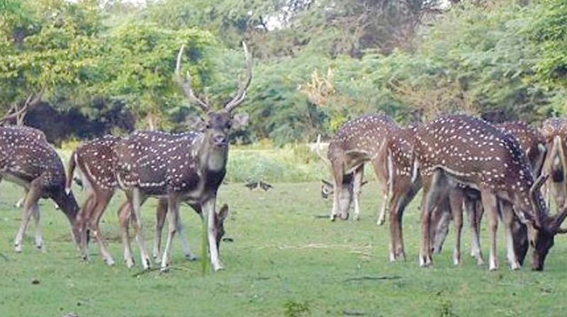 In a first among state universities, Anna University has released a biodiversity register for its sprawling 185-acre College of Engineering, Guindy campus last week.