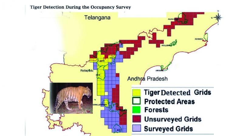 There are more than 50 tigers excluding cubs in Nagarjuna-sagar Srisailam Tiger reserve. In non-sanctuary areas, there would be at least eight to 10 tigers.