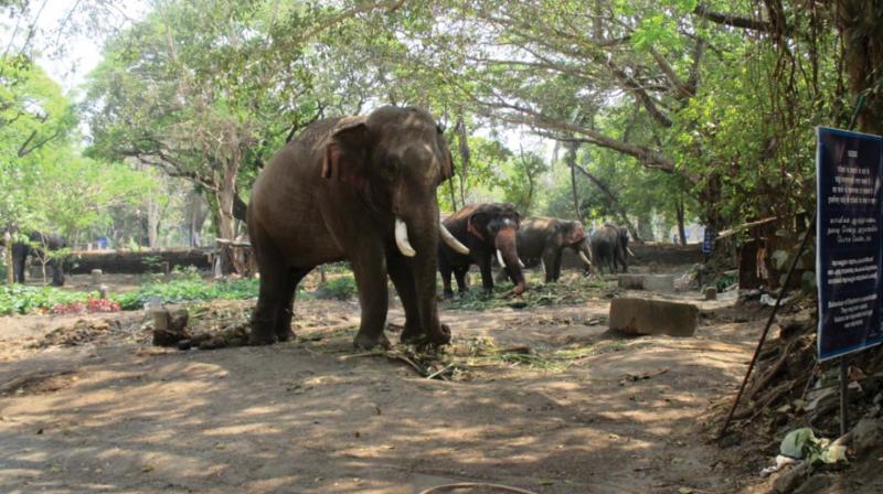 Elephants tethered close to each other at the Punnathur Kottai Elephant Sanctuary near Guruvayur. (file pic)