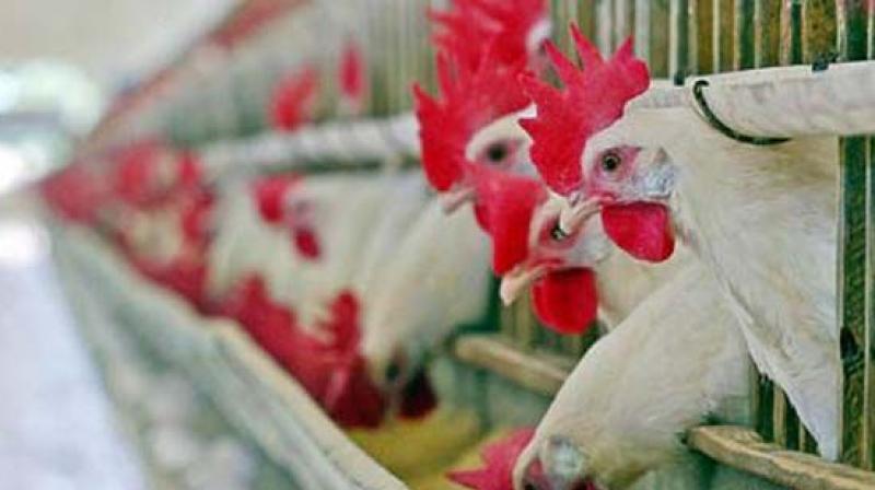 The Centre has issued a health advisory to poultry owners to minimise human-bird interface due to avian influenza being reported in Delhi and Madhya Pradesh.