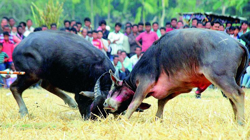 A traditional buffalo fight held as part of Magh Bihu festivities in Guwahati on Friday. 	(Photo: PTI)