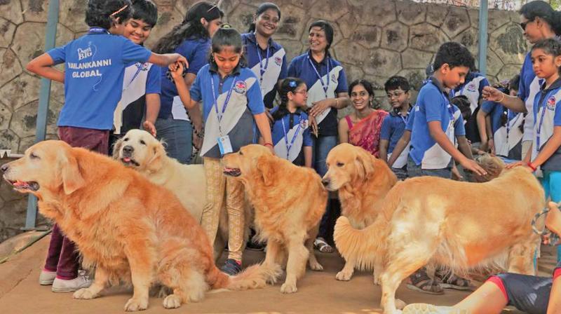 Kids love their interaction session with furry and friendly retrievers.
