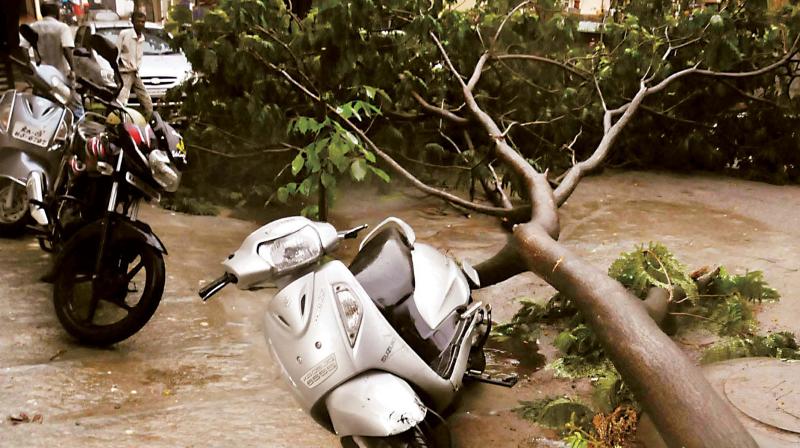 A tree that fell down due to strong winds at Rajarajeshwari Nagar in Bengaluru on Saturday (Photo: KPN)