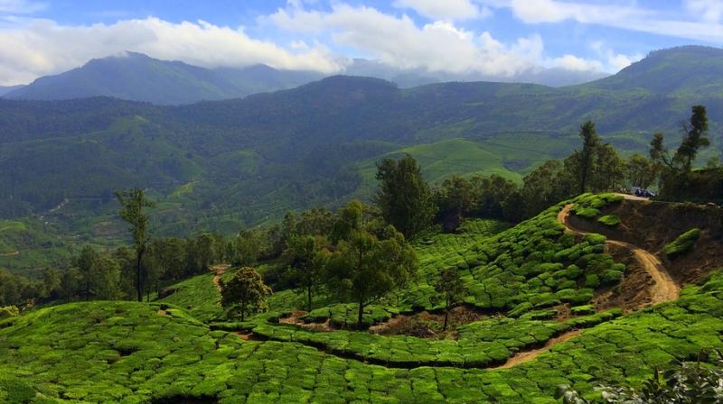5 spectacular spots you must explore in Munnar. (Photo: Pixabay)