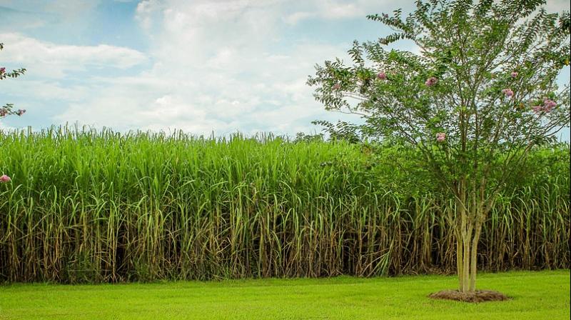 Researchers investigating whether climate change is hurting sugar harvests in Cuba. (Photo: Pixabay)