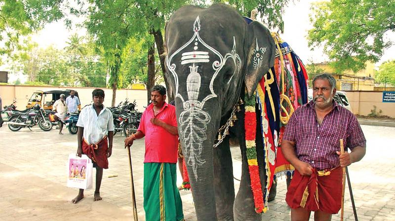 Temple elephant Maasini that killed its mahout.   	(File picture)