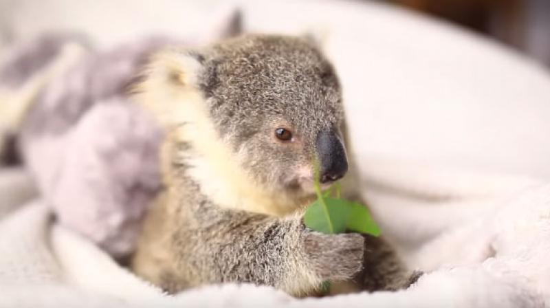 The woman, who was arrested on \outstanding matters,\ said she found the male koala on Saturday night and had been caring for it since. (Representational Image)