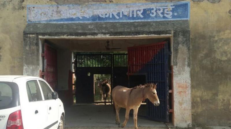 A heard of eight donkeys walked out of a jail in Uttar Pradesh after four days. (Photo: ANI)