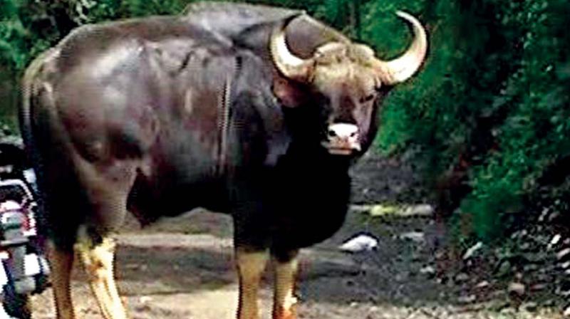 A gaur that strayed into the  residential area in Coonoor limits in the recent times.	 (Photo: DC)