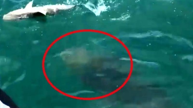 They wrestled the goliath until it finally spit out the shark (Photo: Facebook)