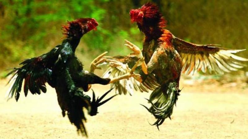 It has become a great challenge for politicians in East and West Godavari Districts to organise cockfights during this Sankranti season.