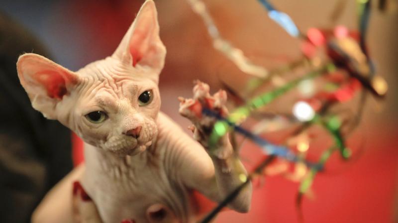 Lets get catty: Romania Cat festival glorifies feline love