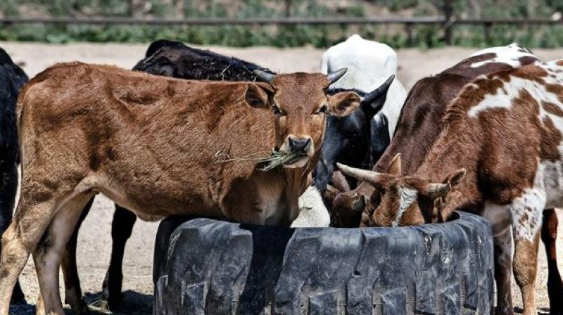 Vij, on Wednesday said that he had reasoned that the cow needs protection as the tiger can protect itself. (Representational Image)