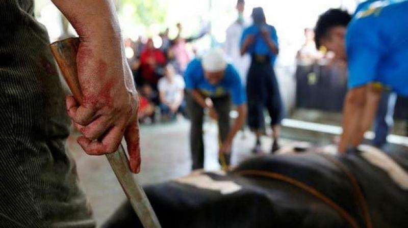 The three accused Makutty, Josey Kandathil and K. Sharafuddin had slaughtered a calf last week in protest against Centres decision to impose restrictions on the trade of cattle meant for slaughter, triggering nationwide outrage. (Representational Image)