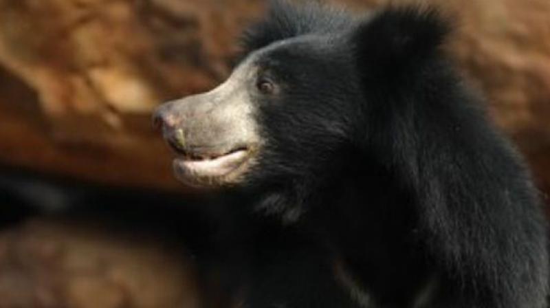 Residents also complained that the movement of sloth bears in the Kotagiri suburban areas is posing a danger to school-going children and elderly people who stroll along the road there. (Representational Image)