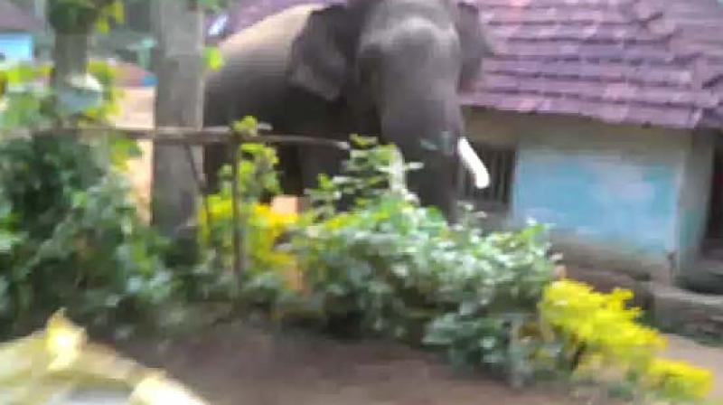 Its not apathy that keeps voters away from polling booths in parts of Madikeri and Hassan, but fear of elephants.