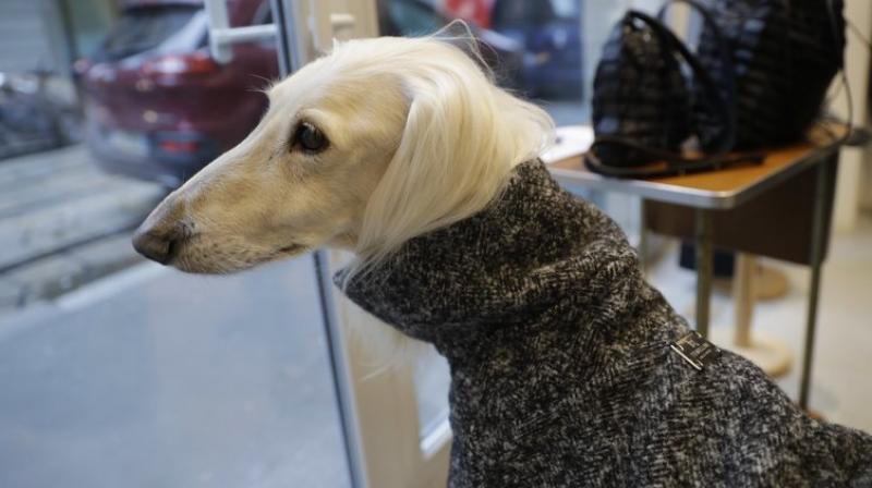 Dog a Porter, by the Milan brand Temellini, offers clothing custom-fit for different breeds. (Photo: AP)
