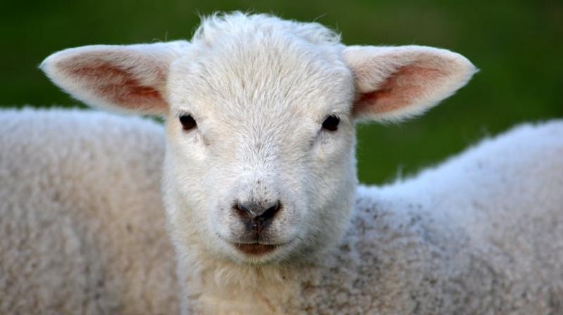 Heres to the ones who dream... of sheep. (Photo: Pexels)