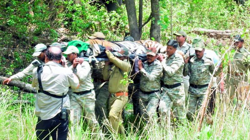 Forest personnel carry the tranquilised tiger from Kanha National Park. It was later released in Satkosia in Odisha.