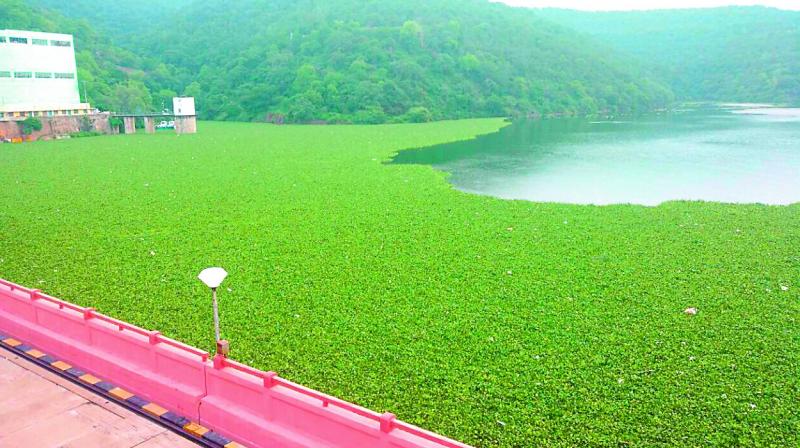 Hyacinth weed forms like a green carpet spread over 20 hectares in Srisailam reservoir.