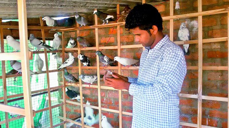 A youth feeding pigeons in the Old City. (Photo: DC)