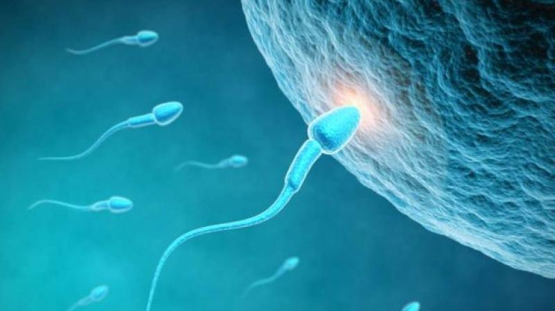 Researchers at the University of Yamanashi in Japan fertilised eggs with sperm (Photo: AFP)