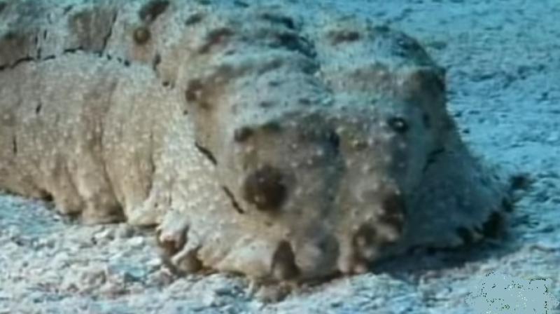 Officials said it was not clear if anyone had netted the sea cucumber. (Representational Image: YouTube)