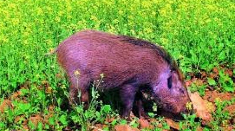 Leaders of YSR Congress came down heavily on Nellore Municipal Corporation for turning a blind eye to the pigs menace in Nellore City.