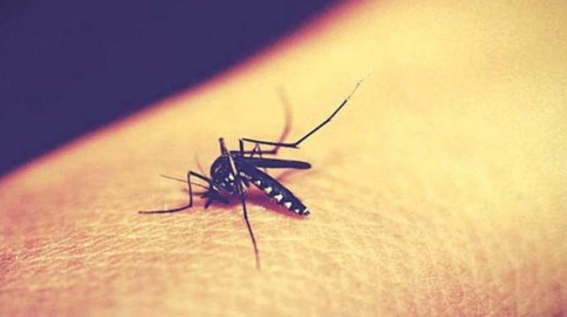 Residents of Tirupati, mainly on the outskirts, continue to face the problem of mosquitoes.