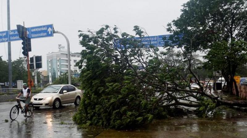 A car moves past an uprooted tree following a storm in Chennai on Monday. (Photo: PTI)