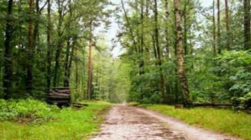 The forest department officials are planning to give a focused approach to the forestry management in the state by preparing an action plan for the next six months.    (Representational Images)