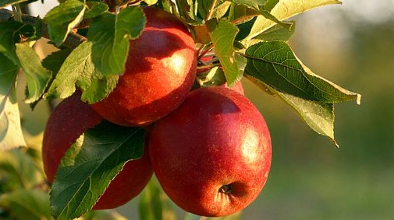 Apples are attacked by all sorts of pests, but apple scab, a fungus, is particularly nasty. (Photo: Pixabay)